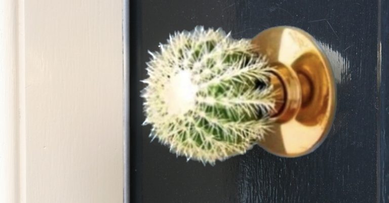 Kaktus deurknop